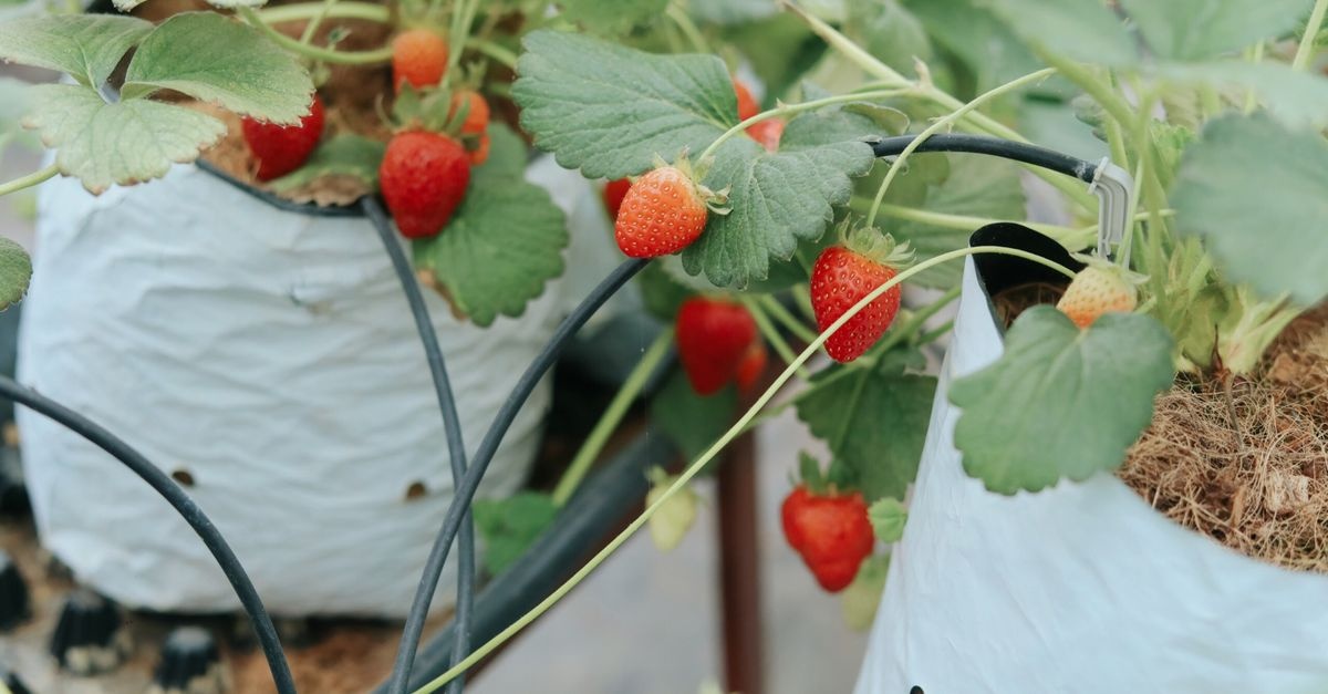 Słodkie zbiory bez schylania: truskawki w podwyższonych grządkach krok po kroku