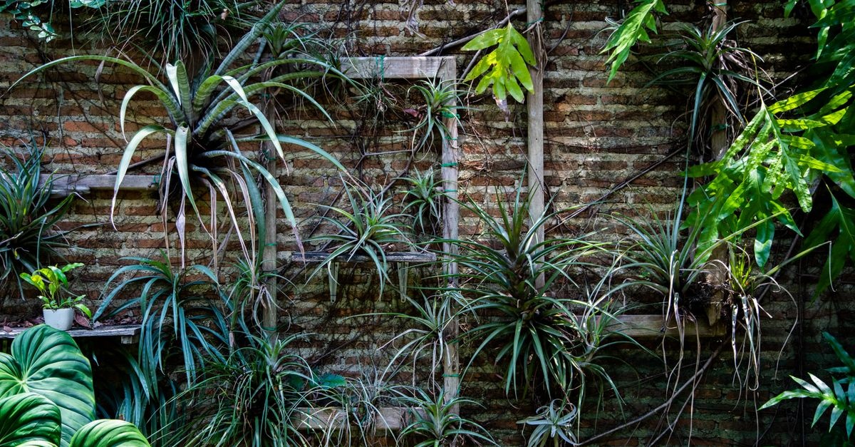 Zielona ściana przy domu: 12 sprytnych sposobów na zachwycający ogród wertykalny