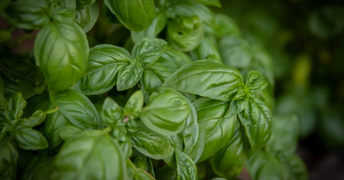 Ziołowy raj na wyciągnięcie ręki: od pierwszych nasion do aromatycznych zbiorów